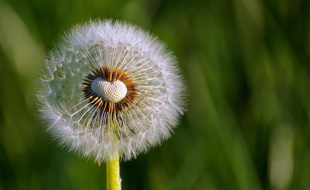 dandelion
