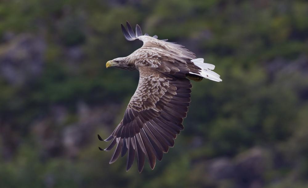 White-tailed eagle