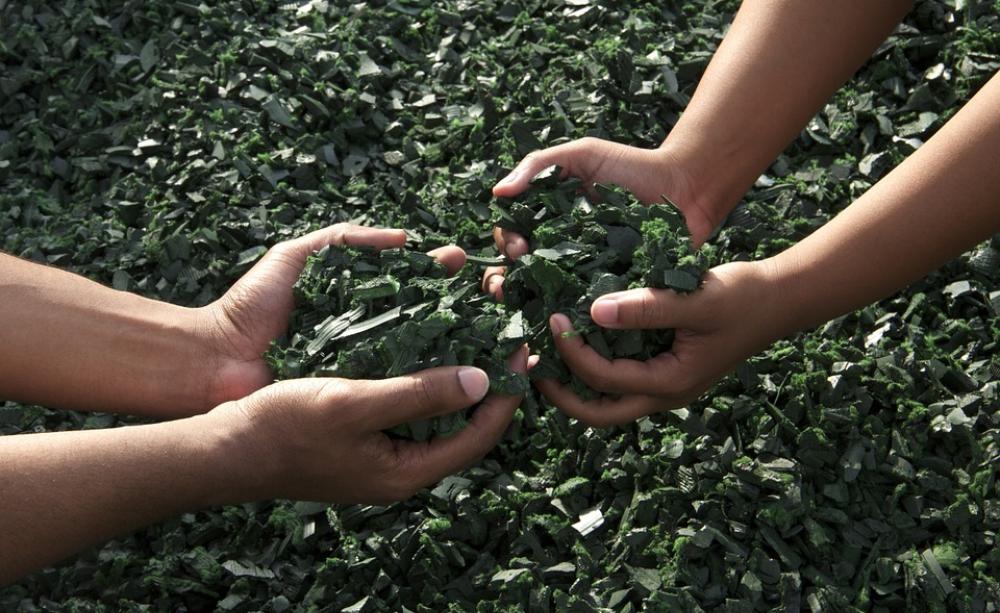 Hands cupping plants