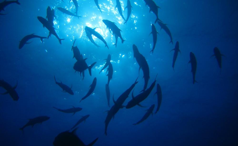 Fish swimming in the sea