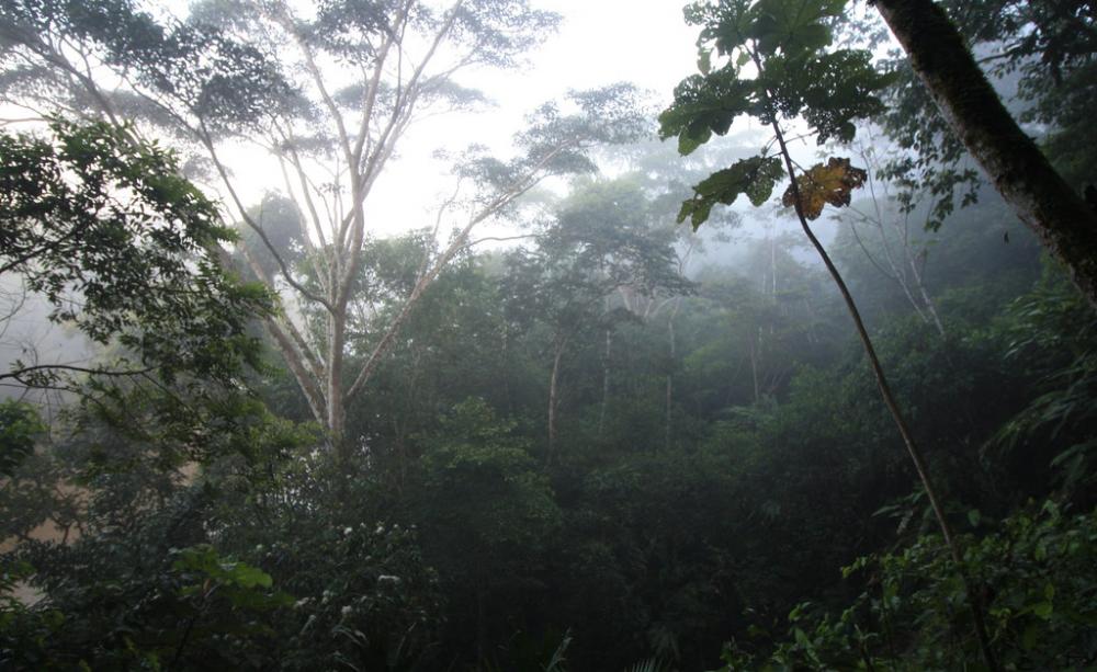 Rainforest