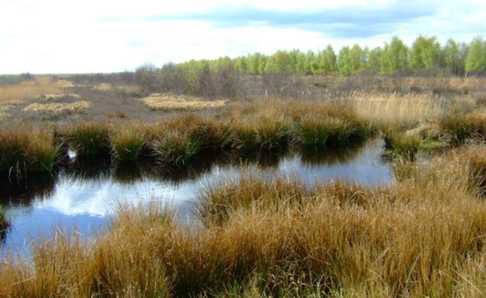 Humber peatlands