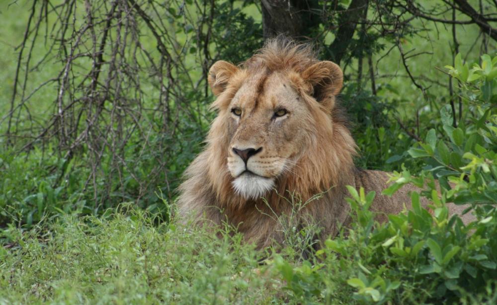 Lion