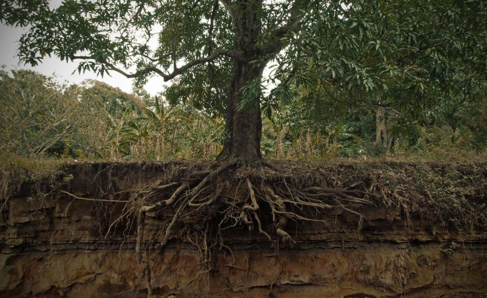 Roots