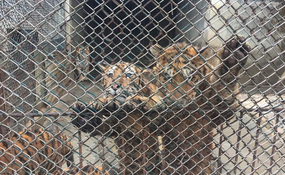 caged animals
