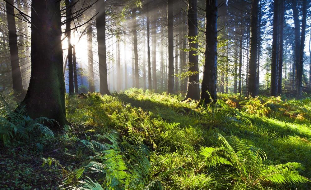 Woods with sunrays