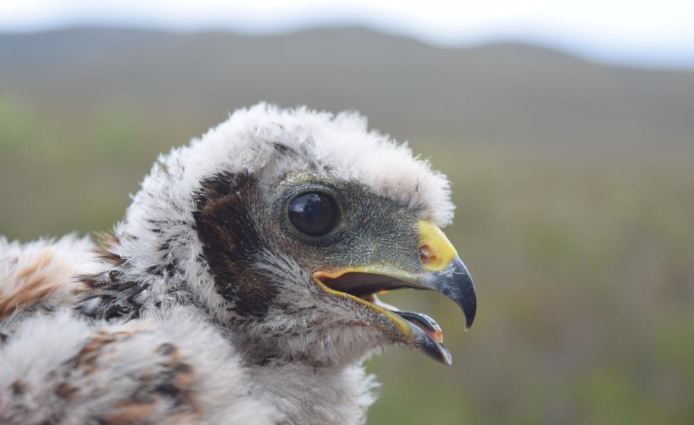 Hen harrier chick