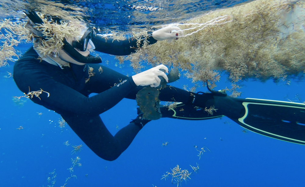 Diving in the Sargasso