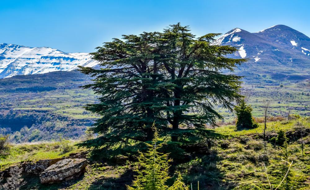 Cedar in Lebanon