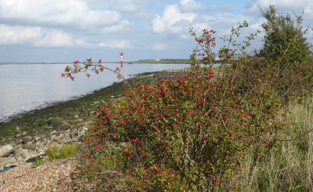Forts of the Saxon Shore