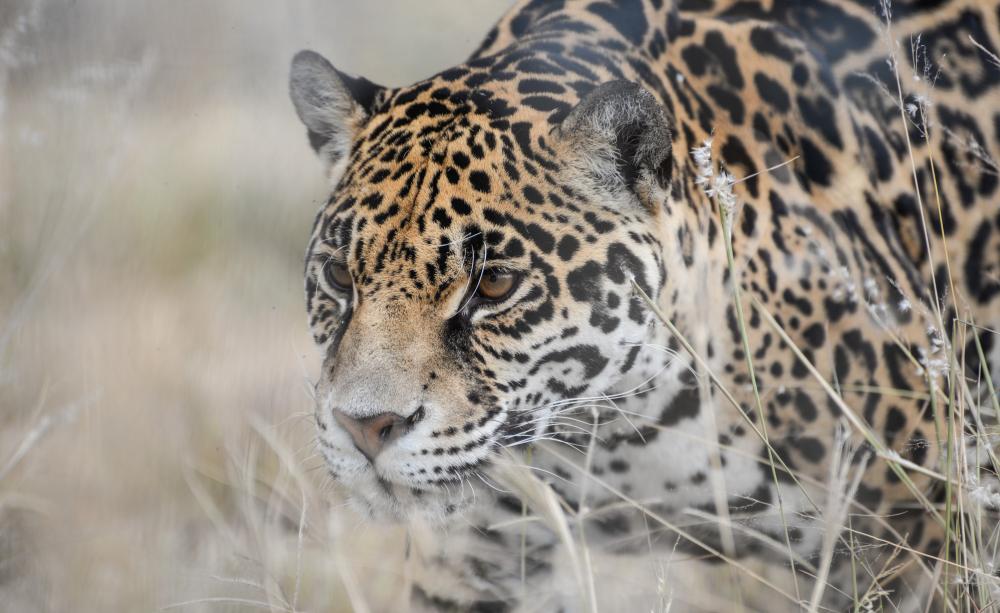 Jaguar