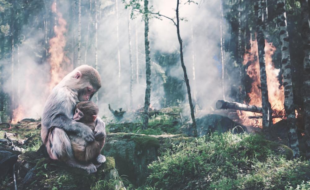 Forest fire