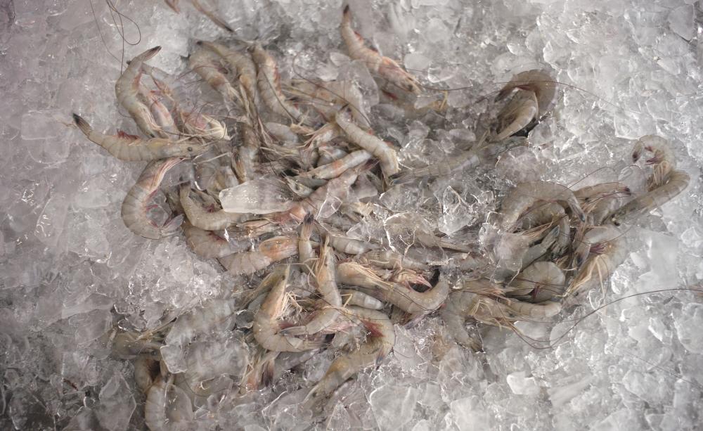 Shrimp