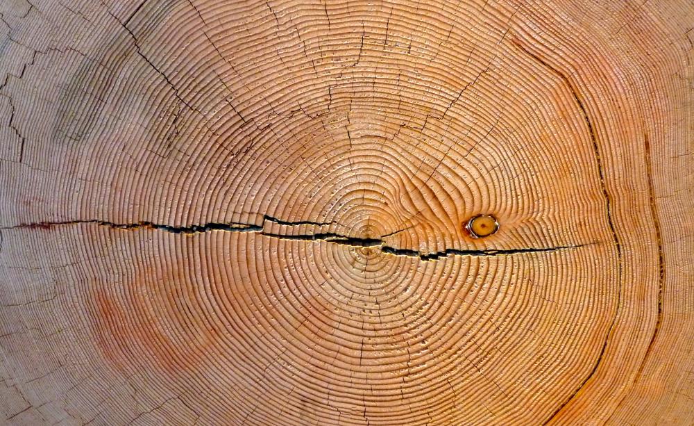 Tree rings