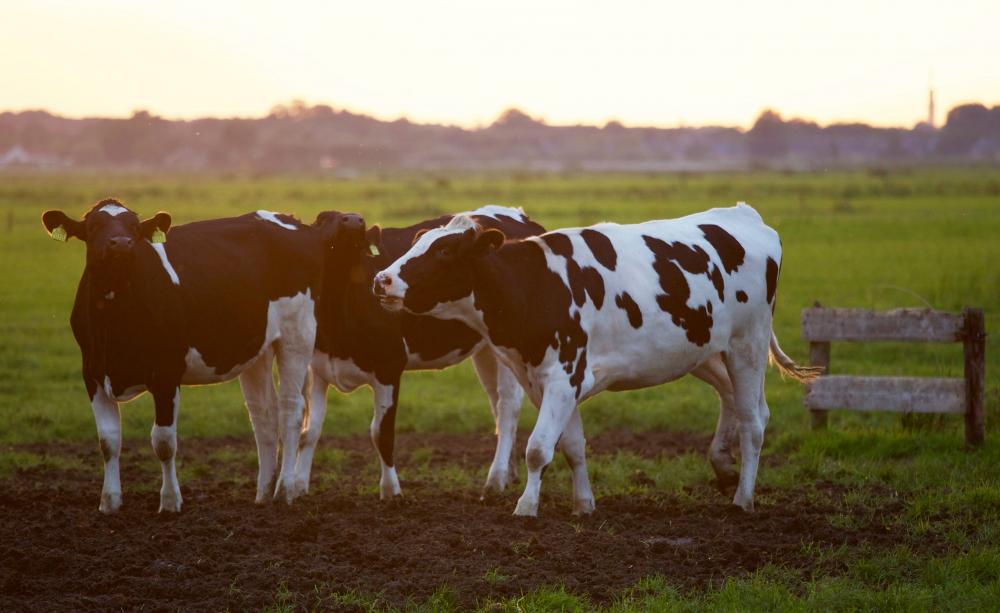 Three dairy cows in a field