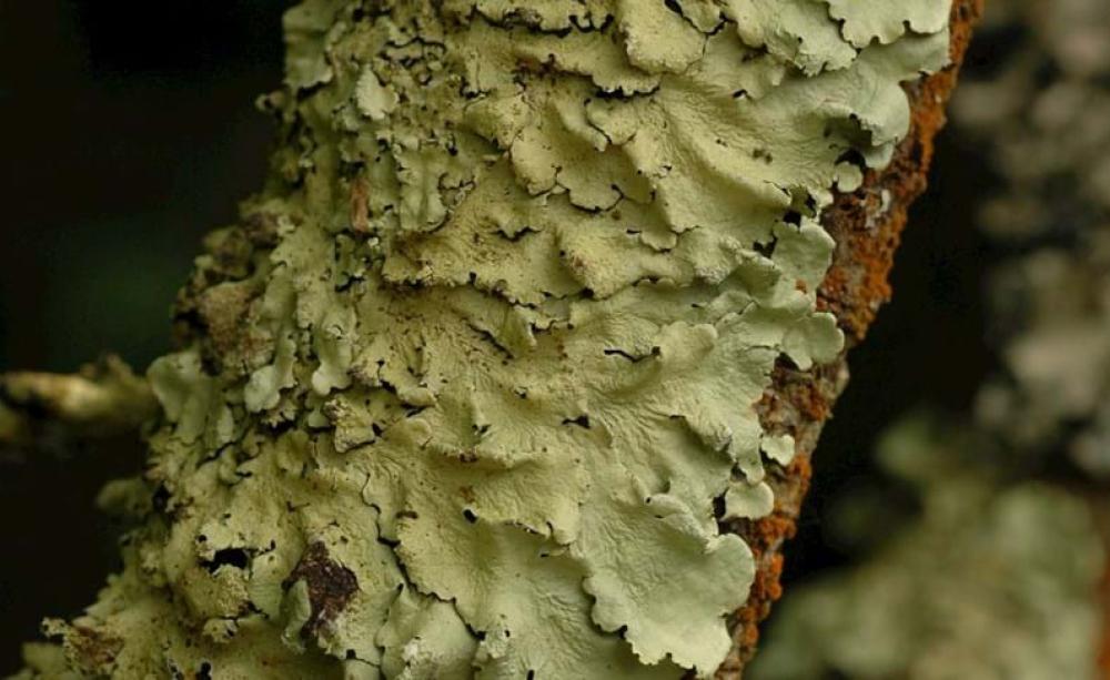 Branch