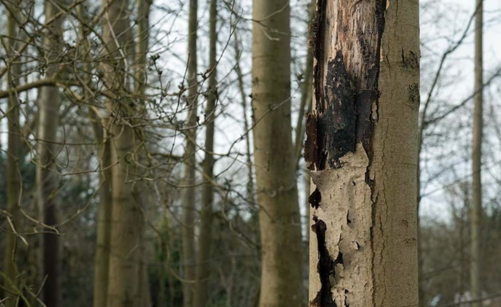 Ash dieback