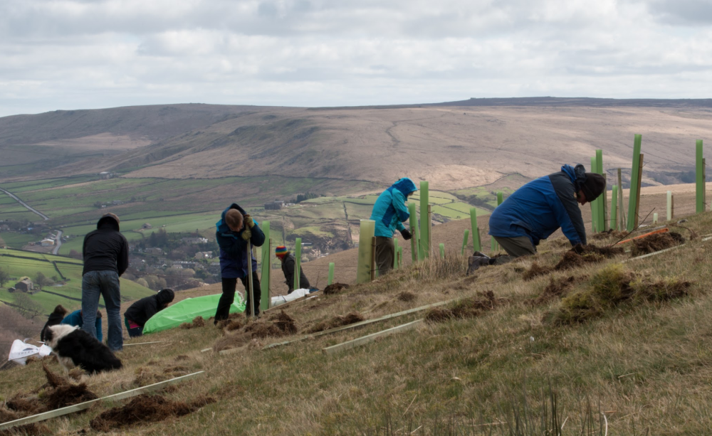 Planting trees