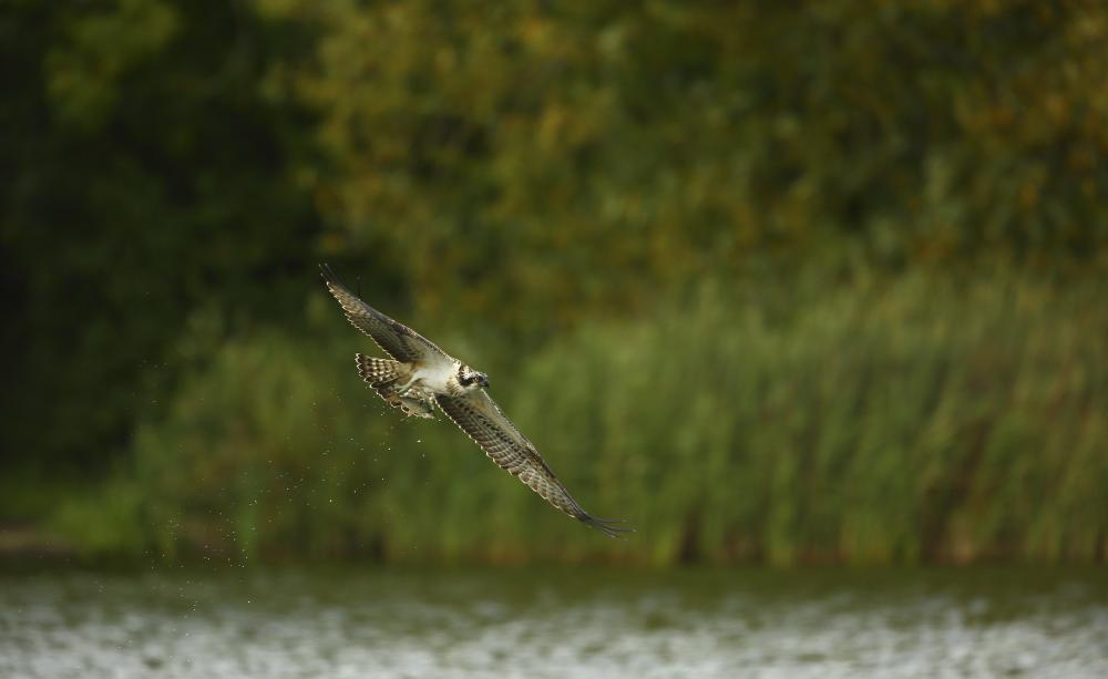 An Osprey fishes in Kielder Forest, Northumberland