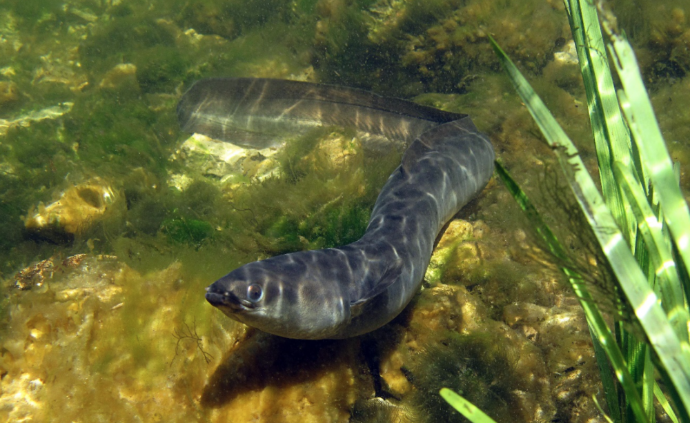 eel
