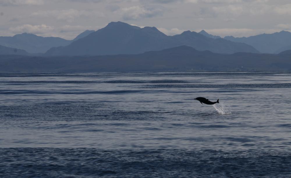 Dolphin