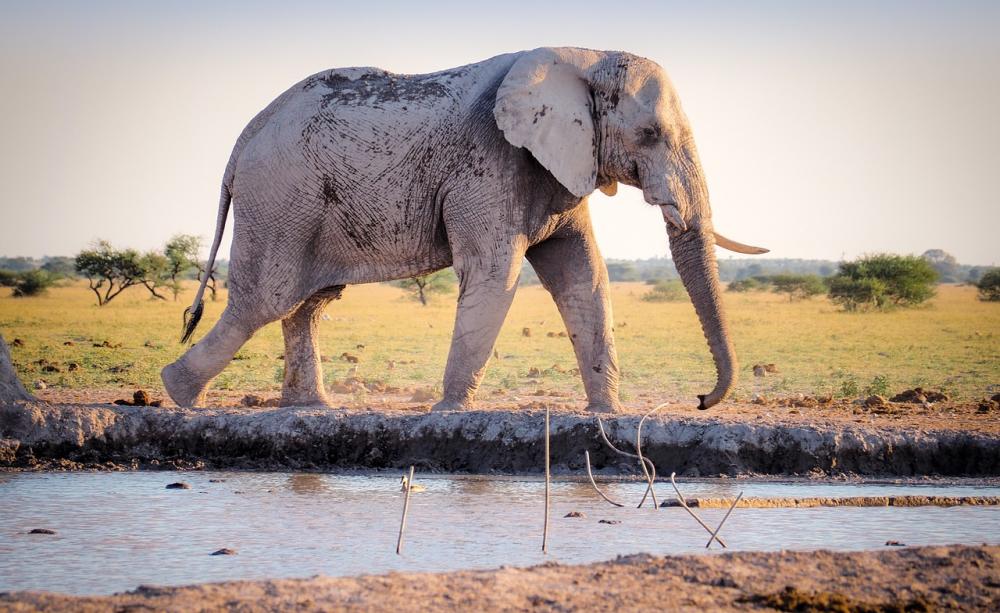 Elephant