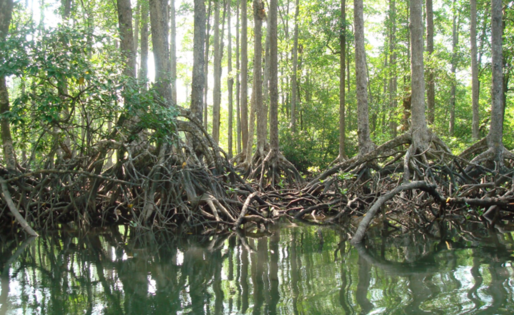 Mangroves