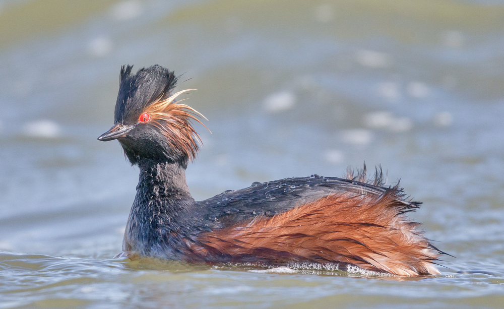 black-necked grebe