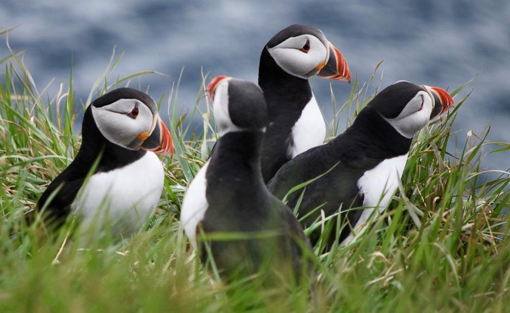 Puffins