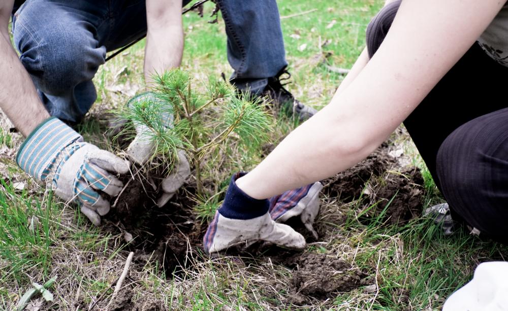 Tree planting