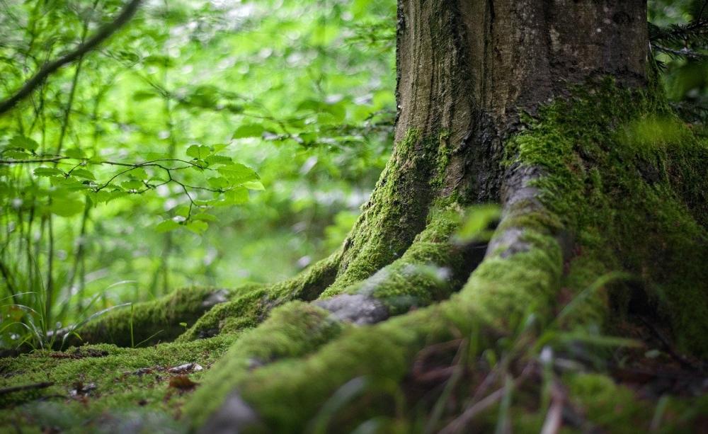 roots