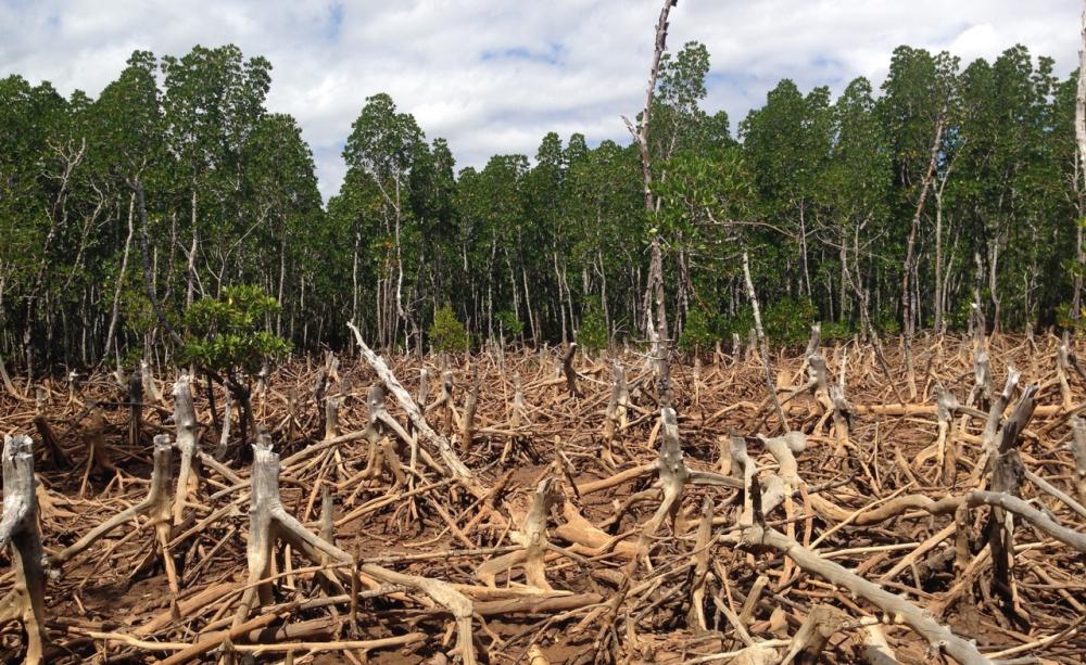 Deforestation