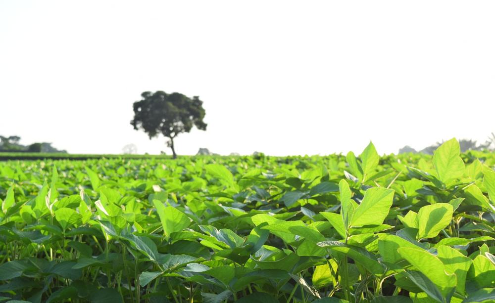 crop