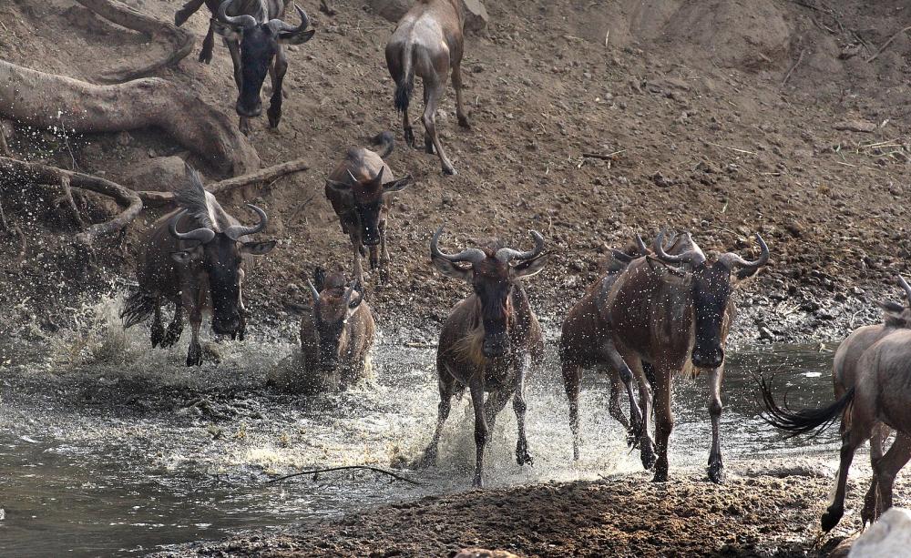 Wildebeest