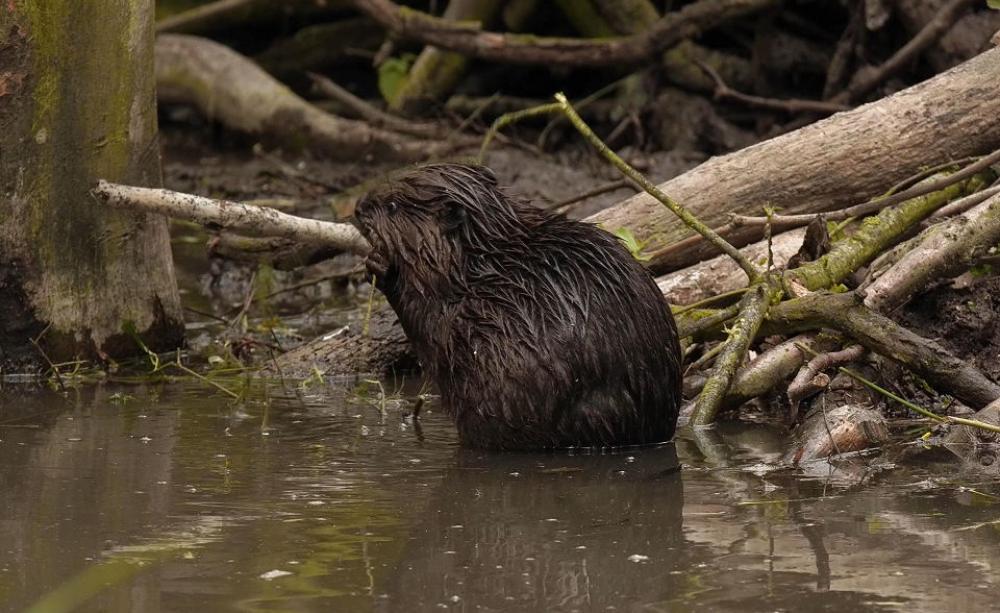 Beaver