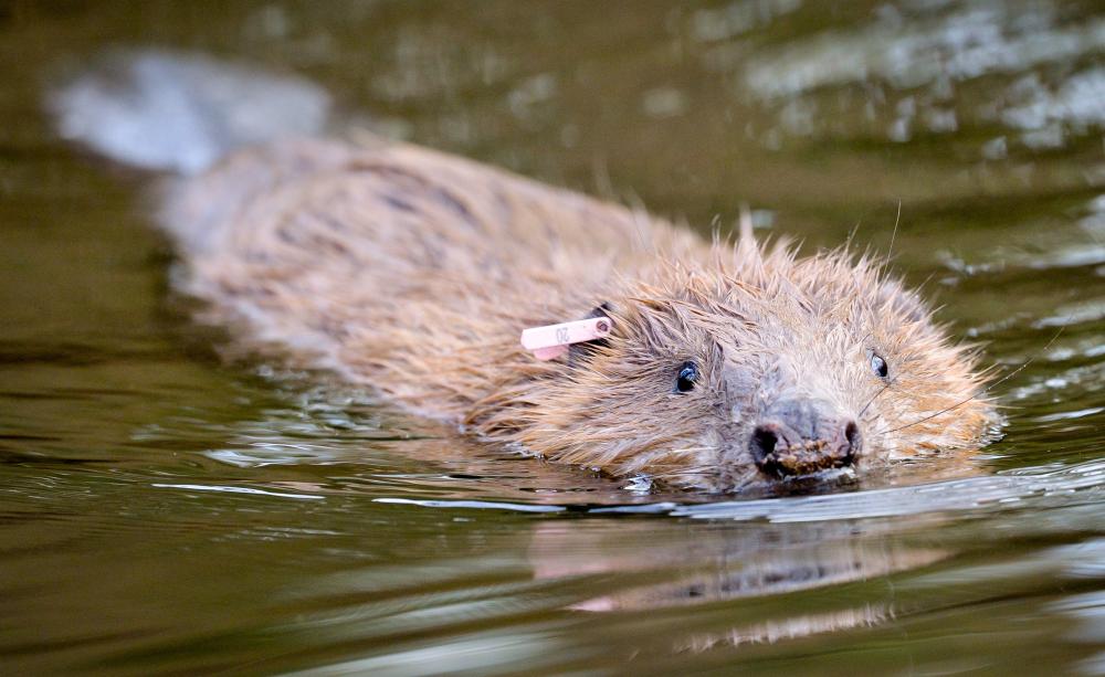Beaver