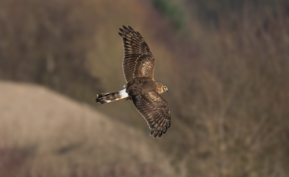 Hen harrier