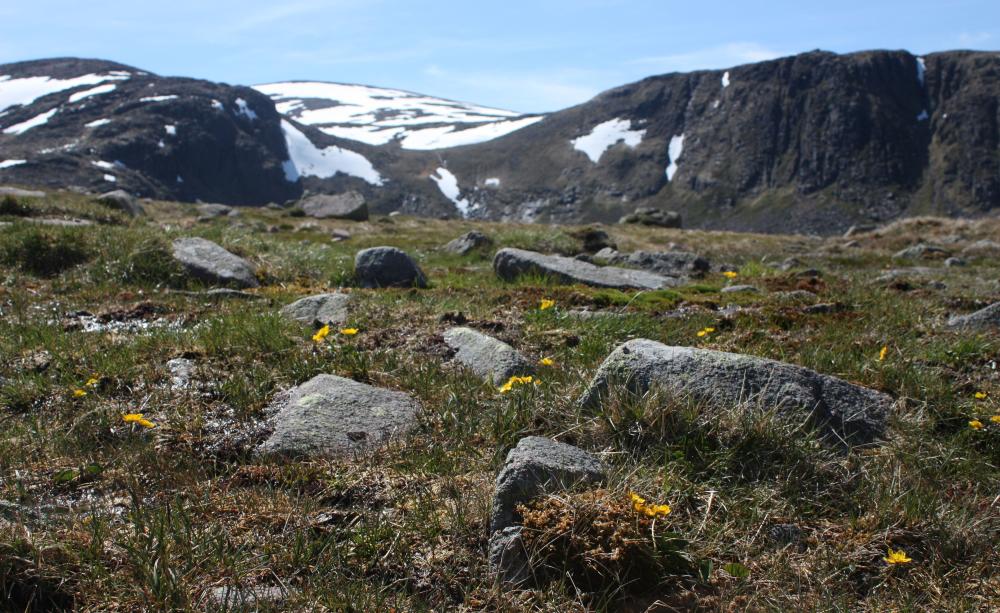 The Cairngorm Plateau
