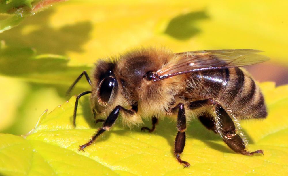 Bee
