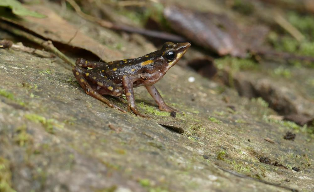 The Harlequin Frog (Atelopus longirostris). Photo: Carlos Zorilla