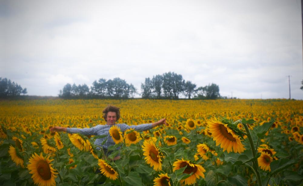 Sheldrake sunflowers