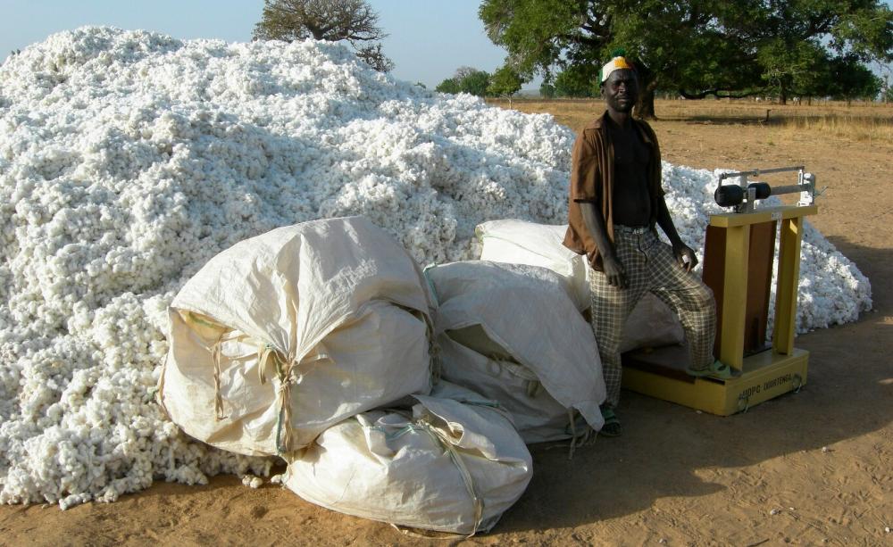 Cotton harvest