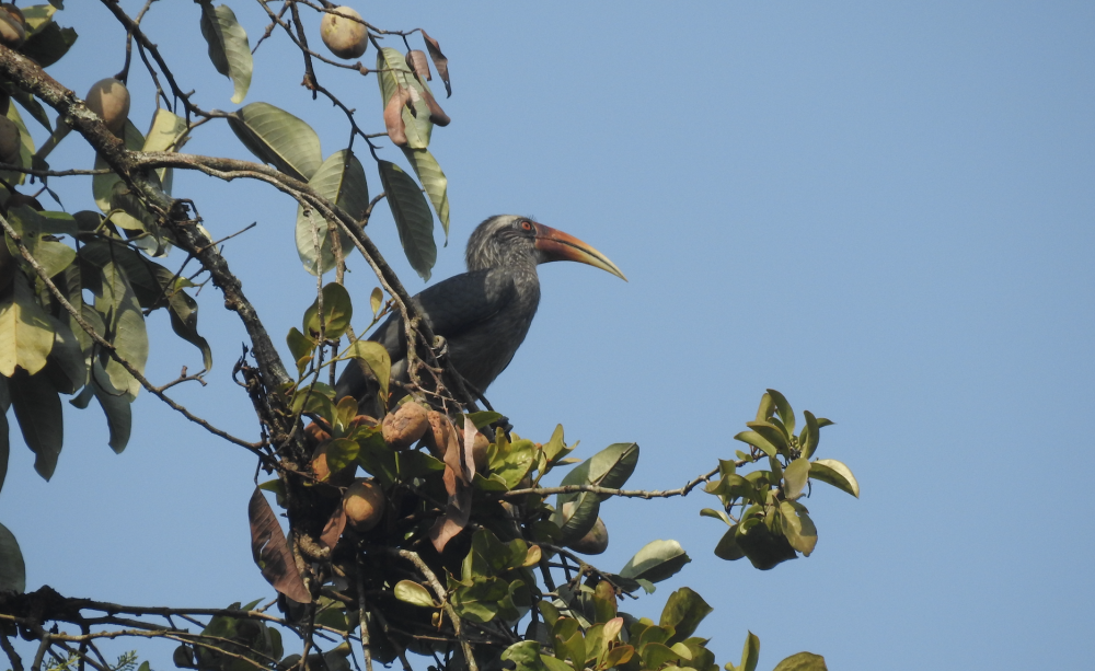 Hornbill