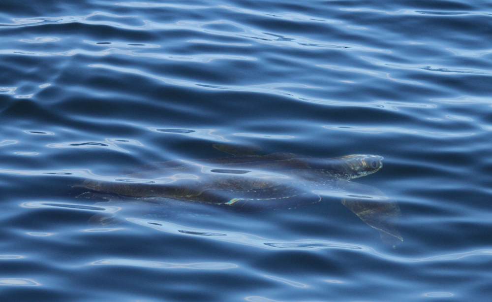 Leatherback turtle