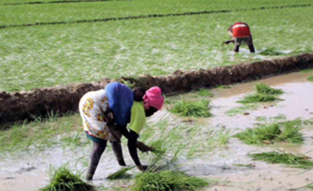 Mali farmers