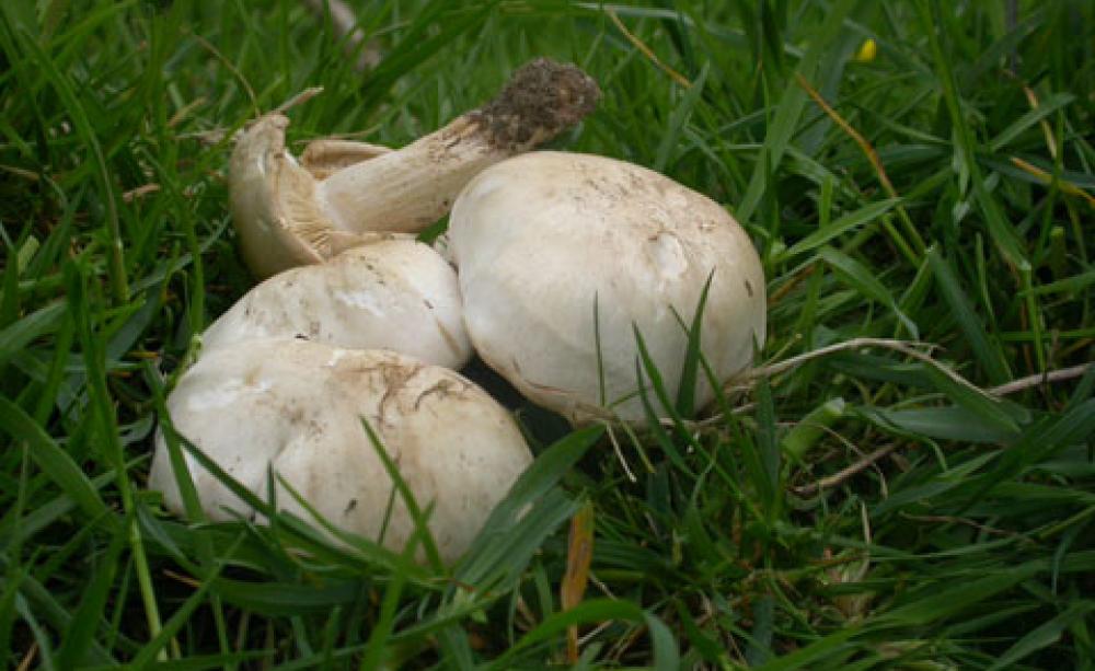 Spring mushrooms