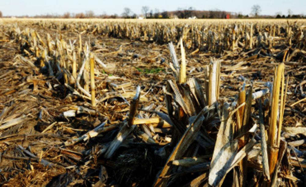 maize stubble in a harvested field