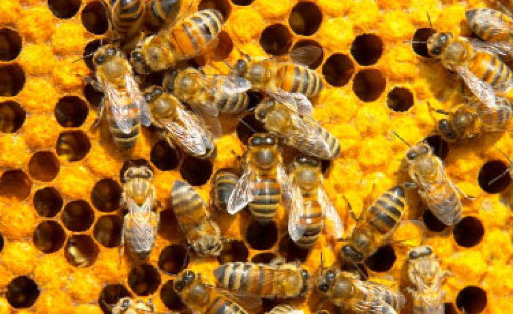 Honey bees