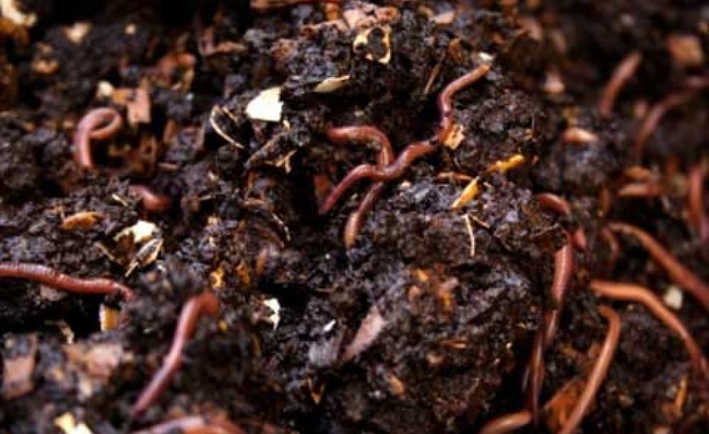 Worms