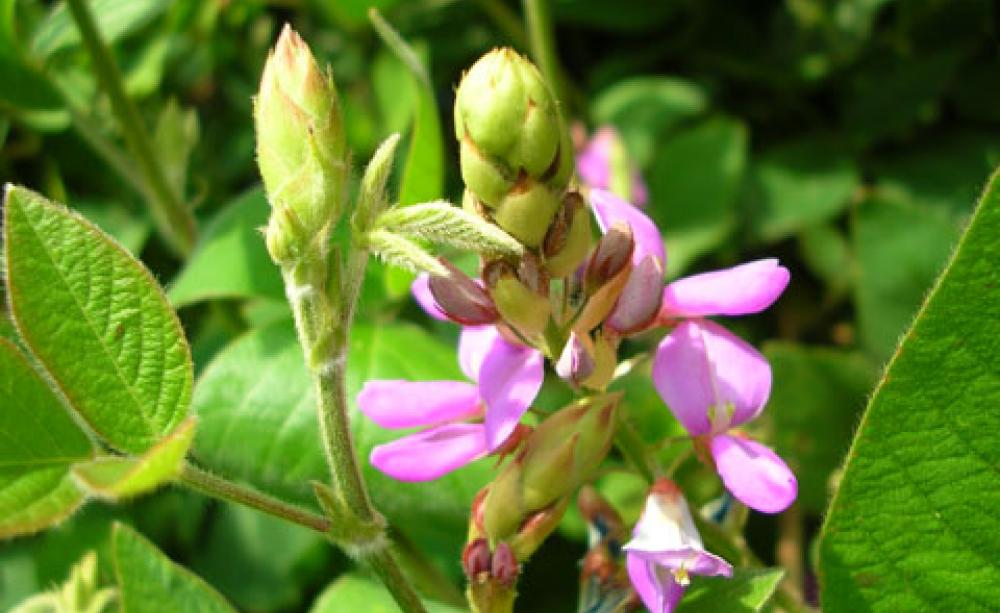 The Desmondium intortum